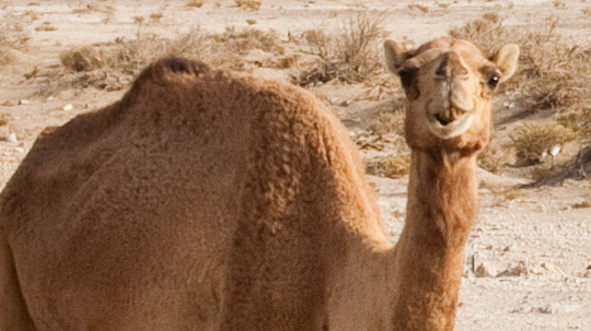 close up camel tor